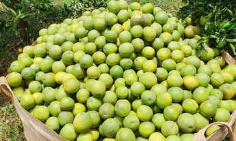 Imagem 4: EXCELENTE FAZENDA DE LARANJA NA REGIÃO DE AVARÉ-SP* ?? ? ?? *EXCLUSIVIDADE DE VENDA* ??