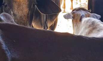 Imagem 4: Sitio a venda em boituva 20.000metros Casa 3 dormitório 1 suíte 1banheiro social Área c