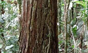 Imagem 5: FAZENDA COM EUCALIPTO A VENDA NO VALE DO RIBEIRA - REGIÃO DE REGISTRO-SP* ?? Área Total