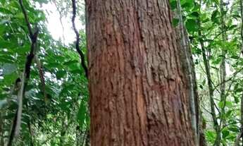 Imagem 3: FAZENDA COM EUCALIPTO A VENDA NO VALE DO RIBEIRA - REGIÃO DE REGISTRO-SP* ?? Área Total