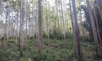 Imagem: FAZENDA COM EUCALIPTO A VENDA NO VALE DO