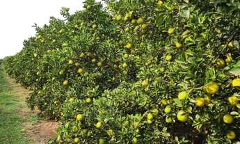 Imagem 2: EXCELENTE FAZENDA DE LARANJA NA REGIÃO DE AVARÉ-SP* ?? ? ?? *EXCLUSIVIDADE DE VENDA* ??