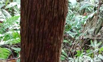 Imagem 4: FAZENDA COM EUCALIPTO A VENDA NO VALE DO RIBEIRA - REGIÃO DE REGISTRO-SP* ?? Área Total