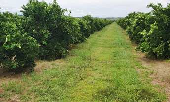 Imagem: EXCELENTE FAZENDA DE LARANJA NA REGIÃO