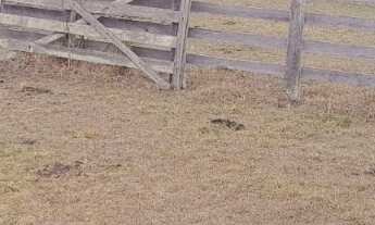 Imagem 4: Sitio 26 alqueire em porangaba não tem casa só pasto, não aceita permuta valor 3.900,000
