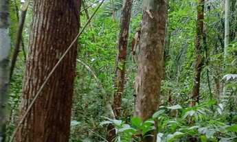 Imagem 7: FAZENDA COM EUCALIPTO A VENDA NO VALE DO RIBEIRA - REGIÃO DE REGISTRO-SP* ?? Área Total