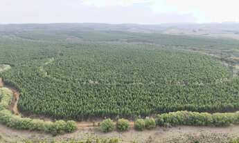 Imagem 3: EXCELENTE FAZENDA COM EUCALIPTO A VENDA NA REGIÃO DE TATUÍ-SP* ?? Área Total: 469,82 He