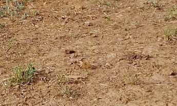 Imagem 4: Linda propriedade à venda em Tatuí-SP: 2 quartos, 1 sala, 1 banheiro e 1 vaga de garagem e