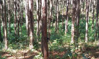 Imagem 3: FLORESTA DE PINUS EM CAPÃO BONITO-SP* - Área total de 6 Alqueires * 22 Mil Pés de Pin