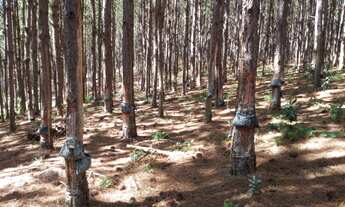 Imagem 5: FLORESTA DE PINUS EM CAPÃO BONITO-SP* - Área total de 6 Alqueires * 22 Mil Pés de Pin