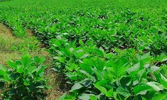 Imagem 6: Propriedade rural à venda em Itapetininga-SP: 2 quartos, 1 sala, 1 banheiro, 2 vagas de ga