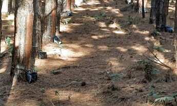 Imagem 4: FLORESTA DE PINUS EM CAPÃO BONITO-SP* - Área total de 6 Alqueires * 22 Mil Pés de Pin