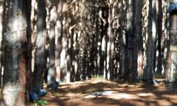 Imagem 2: FLORESTA DE PINUS EM CAPÃO BONITO-SP* - Área total de 6 Alqueires * 22 Mil Pés de Pin