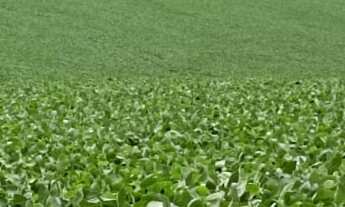 Imagem: Oportunidade única Sítio à venda em