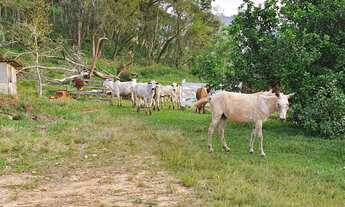 Imagem 5: FAZENDA NA PECUÁRIA A VENDA NO ESTADO DO PARANÁ - PR ?? Área Total: 421 Alqueires ou 1