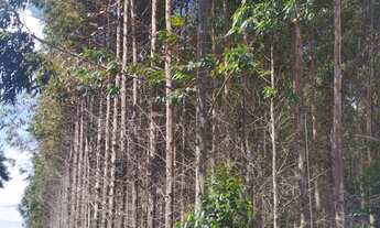 Imagem 7: Um lindo sítio de 32 alqueires em pilar do Sul ,+ou _ a 10 km da cidade e a 4 km do asfal