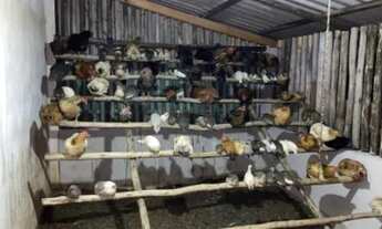 Imagem 2: EXCELENTE SÍTIO A VENDA EM SÃO MIGUEL ARCANJO - SP ?? Formação: Pastagem e Piscicultura