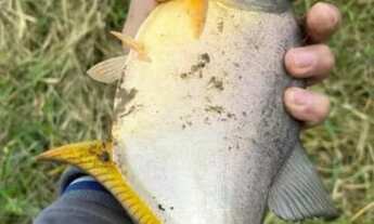 Imagem 3: EXCELENTE SÍTIO A VENDA EM SÃO MIGUEL ARCANJO - SP ?? Formação: Pastagem e Piscicultura