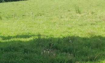 Imagem 2: Sítio com (3 alqueires dupla aptidão no bairro do arealzinho (( município de Angatuba)) te