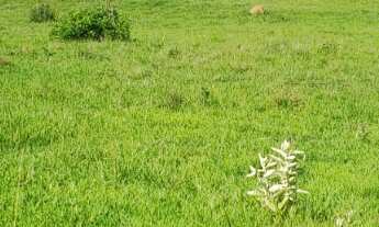 Imagem 7: Sítio com (3 alqueires dupla aptidão no bairro do arealzinho (( município de Angatuba)) te