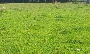 Imagem 5: Sítio com (3 alqueires dupla aptidão no bairro do arealzinho (( município de Angatuba)) te