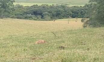 Imagem 5: Chácara 4,5 Alqueires Casa Simples e Boa,Poço Caipira Agua Cristalina,Corrego no Fundo,Fác