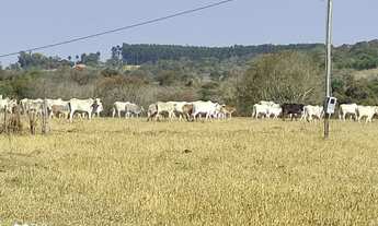 Imagem: Sítio 12 Alqueires, Ótima Topografia
