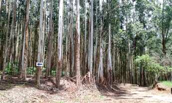Imagem 2: Sítio 5 Alqueires(Vendo Só a Madeira) Eucaliptos 13 Anos 72mil por Alqueire,Fácil Acesso,7