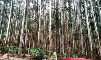 Imagem 3: Sítio 5 Alqueires(Vendo Só a Madeira) Eucaliptos 13 Anos 72mil por Alqueire,Fácil Acesso,7