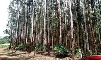 Imagem 4: Sítio 5 Alqueires(Vendo Só a Madeira) Eucaliptos 13 Anos 72mil por Alqueire,Fácil Acesso,7