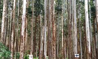 Imagem 5: Sítio 5 Alqueires(Vendo Só a Madeira) Eucaliptos 13 Anos 72mil por Alqueire,Fácil Acesso,7