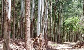 Imagem: Sítio 5 Alqueires(Vendo Só a Madeira)