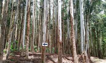 Imagem 6: Sítio 5 Alqueires(Vendo Só a Madeira) Eucaliptos 13 Anos 72mil por Alqueire,Fácil Acesso,7