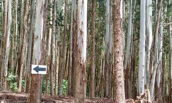 Imagem 7: Sítio 5 Alqueires(Vendo Só a Madeira) Eucaliptos 13 Anos 72mil por Alqueire,Fácil Acesso,7