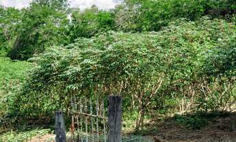 Imagem 3: Sítio 6,5 Alqueires Terra Mista,Boa p/Criação de Gado, Casa Sede 150m2 Avarandada 3 Dorms