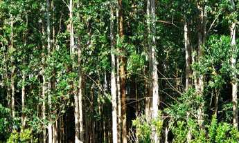 Imagem 5: Sítio 6,5 Alqueires Terra Mista,Boa p/Criação de Gado, Casa Sede 150m2 Avarandada 3 Dorms