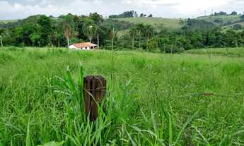 Imagem: Sítio 17 Alqueires Sendo 8 Eucalipto,Planta