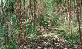 Imagem 2: Chacara 1,1/2 Alqueires Plano( Sem Casa),c/Agua Nascente e Corrego no Fundo,2 1/2 do Asfal