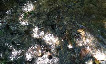 Imagem 6: Chacara 1,1/2 Alqueires Plano( Sem Casa),c/Agua Nascente e Corrego no Fundo,2 1/2 do Asfal