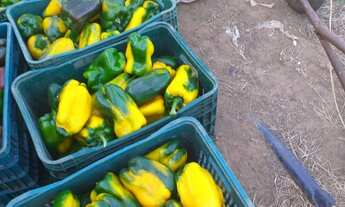 Imagem 2: Sitio 5,2 Alqueires, 600mts do Asfalto,8 kms do Carlos Botelho,15 Kms de São Miguel,4 Estu