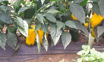 Imagem 4: Sitio 5,2 Alqueires, 600mts do Asfalto,8 kms do Carlos Botelho,15 Kms de São Miguel,4 Estu