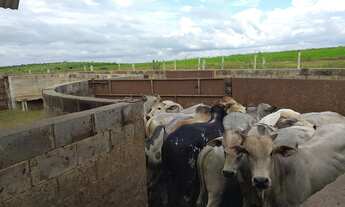 Imagem 7: Fazenda 500 Alqueires, Acesso Asfaltado, Toda em Pasto, Casa, Barracão, Mangueira, Poço Ar