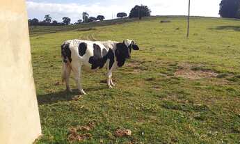 Imagem 7: Sítio 5,6 Alqueires, 100% Tratoravel, Casa Sede, Casa de Caseiro, Poço Artesiano, 18 Cabeç