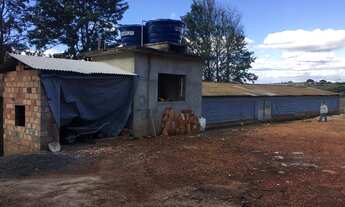 Imagem 7: Granja 2 Alqueires, Casa Sede, 2 Galpões, Comporta 12 Mil Frangos, Totalmente Automatizada