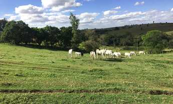 Imagem 1: Granja 2 Alqueires, Casa Sede, 2 Galpões, Comporta 12 Mil Frangos, Totalmente Automatizada