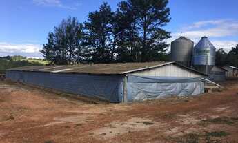 Imagem 5: Granja 2 Alqueires, Casa Sede, 2 Galpões, Comporta 12 Mil Frangos, Totalmente Automatizada