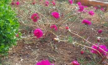 Imagem 3: Chácara 1000m2, Casa Sede com 301m2, 2 Dormitórios, Cozinha Sala e Varanda, Salão de Festa