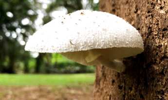 Imagem 2: Chácara 5000m2, Muitas Árvores Frutíferas, Casa Sede 278m2, 4 Dormitórios, 1 Suíte, Piscin