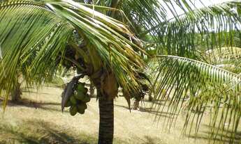 Imagem 4: Fazenda 57 Alqueires, Rica em Água com Represa, Casa Sede, Casa Caseiro, Barracão, Curral