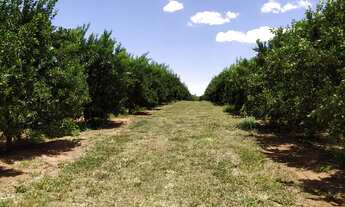 Imagem: Fazenda 176 Alqueires, 146 Alqueires Plantados